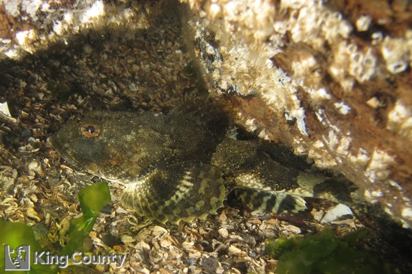Photo of Myoxocephalus polyacanthocephalus